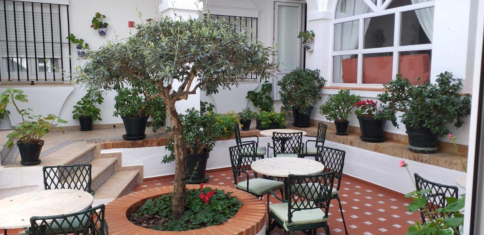 Olivos